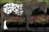 Horse Color:Smoky Black Appaloosa