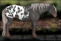 Horse Color:Silver Black Appaloosa 