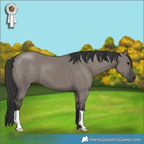 Horse Color:Grullo 