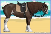 Horse Color:Liver Chestnut Sabino 