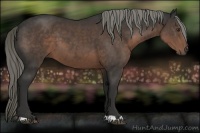 Horse Color:Liver Chestnut Mushroom 
