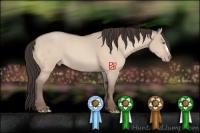 Horse Color:Amber Champagne Roan Dun