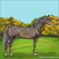 Horse Color:Chocolate Palomino Appaloosa 