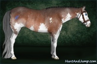 Horse Color:Brown Splash Rabicano
