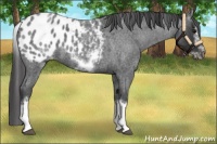 Horse Color:White Spotted Blue Roan Splash Frame Appaloosa