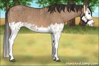 Horse Color:Red Dun Splash  and Bay Dun Splash 