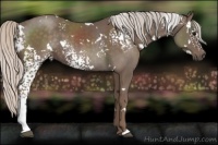 Horse Color:White Spotted Silver Black Rabicano