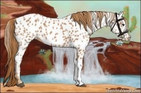 Horse Color:Chestnut Appaloosa 