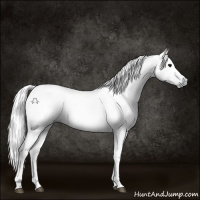 Horse Color:Gray Black 