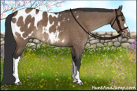 Horse Color:Brown Dun Appaloosa Brindle 