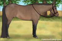 Horse Color:Brown Dun Appaloosa Brindle 