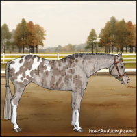 Horse Color:Liver Red Dun Mushroom Appaloosa Brindle 
