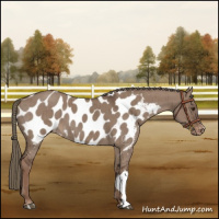 Horse Color:Liver Red Dun Mushroom Appaloosa Brindle 