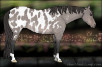 Horse Color:Platinum Bay Dun Appaloosa Brindle