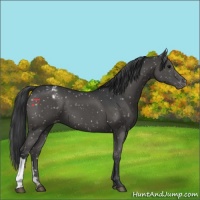 Horse Color:Black Appaloosa 