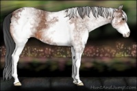 Horse Color:White Spotted Bay 