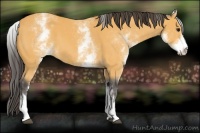 Horse Color:White Spotted Buckskin 