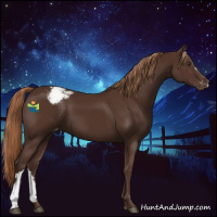 Horse Color:Liver Chestnut Appaloosa