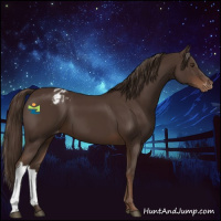 Horse Color:Liver Chestnut Appaloosa 