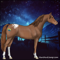 Horse Color:Red Roan Appaloosa 