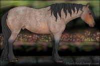 Horse Color:Bay Roan 
