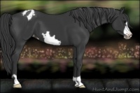 Horse Color:Black Frame Appaloosa 