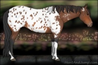 Horse Color:Bay Tobiano Appaloosa 