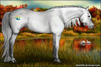 Horse Color:Gray Buckskin 