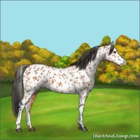 Horse Color:Bay Appaloosa 
