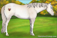 Horse Color:Gold Cream Champagne Roan Pearl Onyx Rabicano 