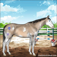 Horse Color:Bay Dun Splash 