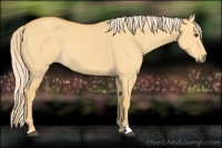 Horse Color:Palomino Dun