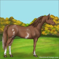 Horse Color:White Spotted Chestnut Sabino 