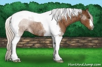 Horse Color:Silver Buckskin Tobiano Rabicano 