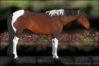 Horse Color:Brown Tobiano 
