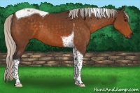 Horse Color:Silver Buckskin Tobiano 