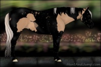 Horse Color:Void Silver Bay Roan Dun Splash Tobiano 