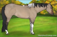Horse Color:Brown Dun Tobiano 