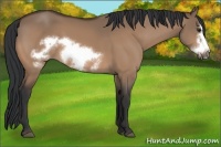 Horse Color:Brown Dun Frame 