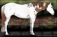 Horse Color:White Spotted Chestnut Splash Near Fewspot 