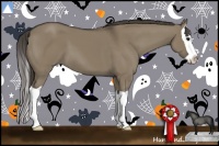 Horse Color:Smoky Grullo Splash