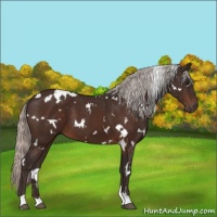 Horse Color:White Spotted Silver Brown 