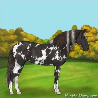 Horse Color:White Spotted Liver Chestnut 