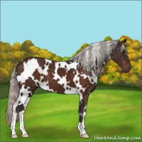 Horse Color:White Spotted Silver Brown 