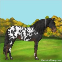 Horse Color:White Spotted Liver Chestnut Blanket 