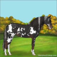 Horse Color:White Spotted Liver Chestnut 