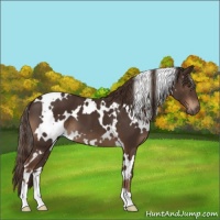 Horse Color:White Spotted Liver Chestnut 