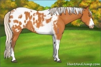 Horse Color:Silver Buckskin Tobiano Frame Appaloosa 
