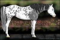 Horse Color:Blue Ice Roan Splash Appaloosa 