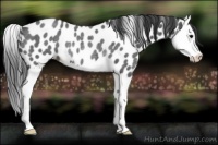 Horse Color:Blue Roan Splash Appaloosa Rabicano 